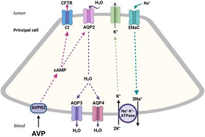 Acid base homeostasis and serum bicarbonate concentration in syndrome of inappropriate anti-diuretic hormone secretion (SIADH) with hyponatremia